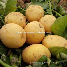 Vietnam fresh potato exporter-Gvaco